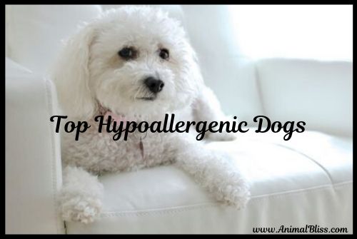 Short List of Hypoallergenic Dogs