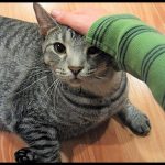 why does my cat keep scratching me