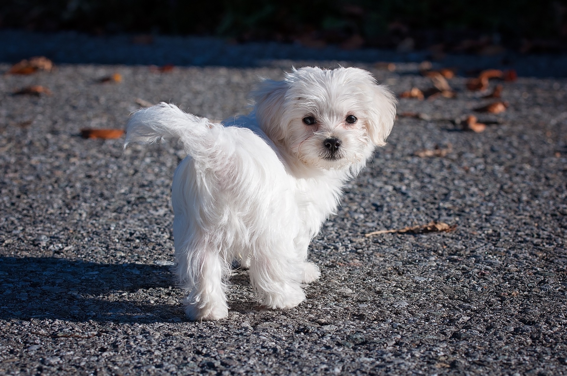 8 Toy Dog Breeds to Brighten Your Day