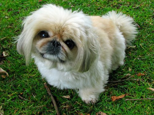 8 Toy Dog Breeds to Brighten Your Day