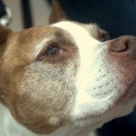 7 Reasons to Adopt a Senior Dog – They Need Love Too