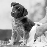 Best Dog Clippers and Scissors for Grooming Your Pup