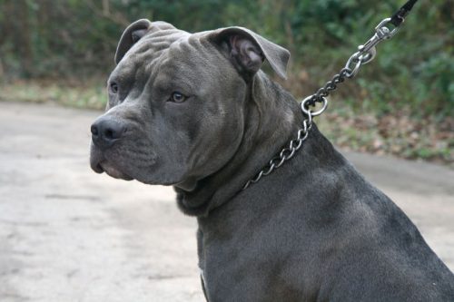 american blue pitbull