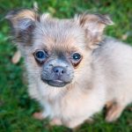 New Puppy Love? 3 Actions To Keep Your New Pet Safe