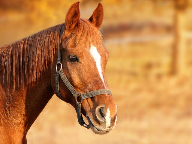 Here are only a few of the major considerations you should think about if you're thinking about buying a horse.