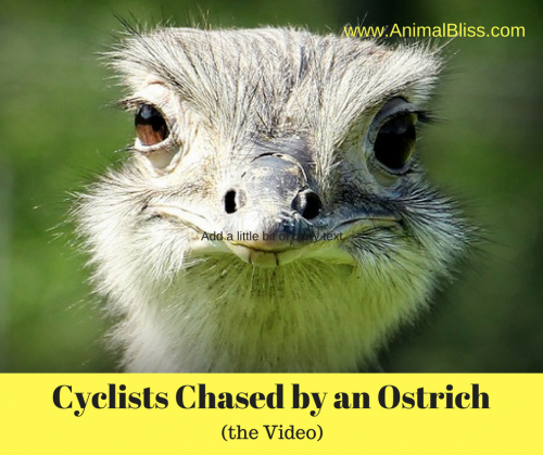 Cyclists are chased by an ostrich in Africa, and it's the craziest ride of their lives.