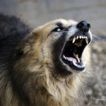 Infected Dog Bite: How to Properly Care for a Festering Wound