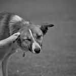 How to Prevent Flea and Tick Infestation on Your Dog