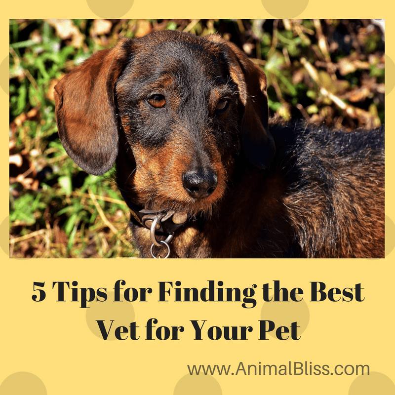 Finding the best vet for your pet in your area is essential, especially if faced with an emergency.