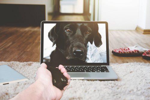 How to clip dog nails at home without spending another dime at the vet's office.