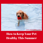 How to Keep Your Pet Healthy and Safe this Summer
