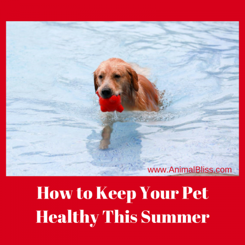 Our pets count on us to keep them safe. Here are a few things you can do to keep your pet healthy this summer.