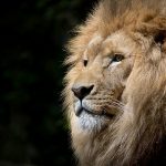 4 Famous African Animals That Have Made an Impact on the World