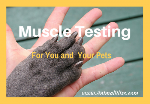 Muscle Testing for You and Your Pet: Finding the Best of Anything by muscle testing