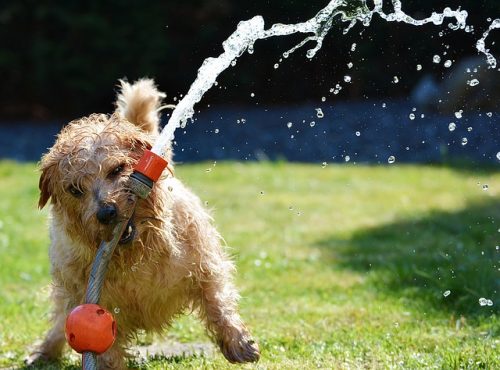 pet-friendly non-toxic garden