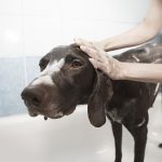 5 Ways to Prepare Your Puppy for Grooming