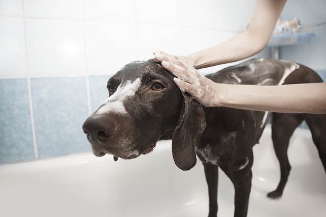 Prepare Your Puppy for Grooming