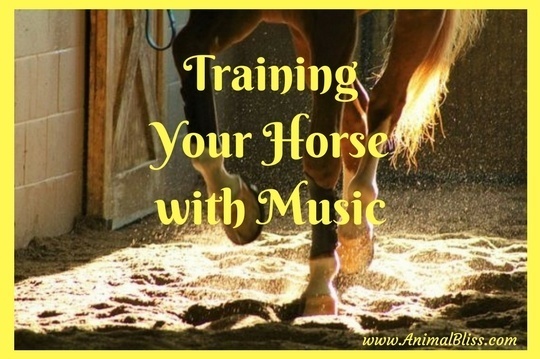 Training your horse with music will eliminate strict, dull and routine sessions.