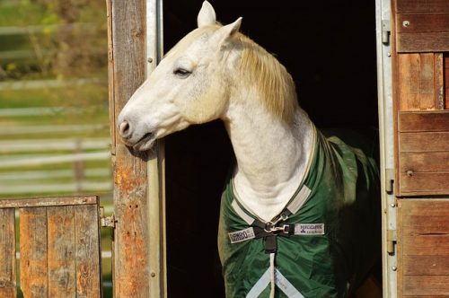 Here are only a few of the major considerations you should think about if you're thinking about buying a horse.