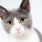 To Buy or Adopt? How to Save the Life of a Cat