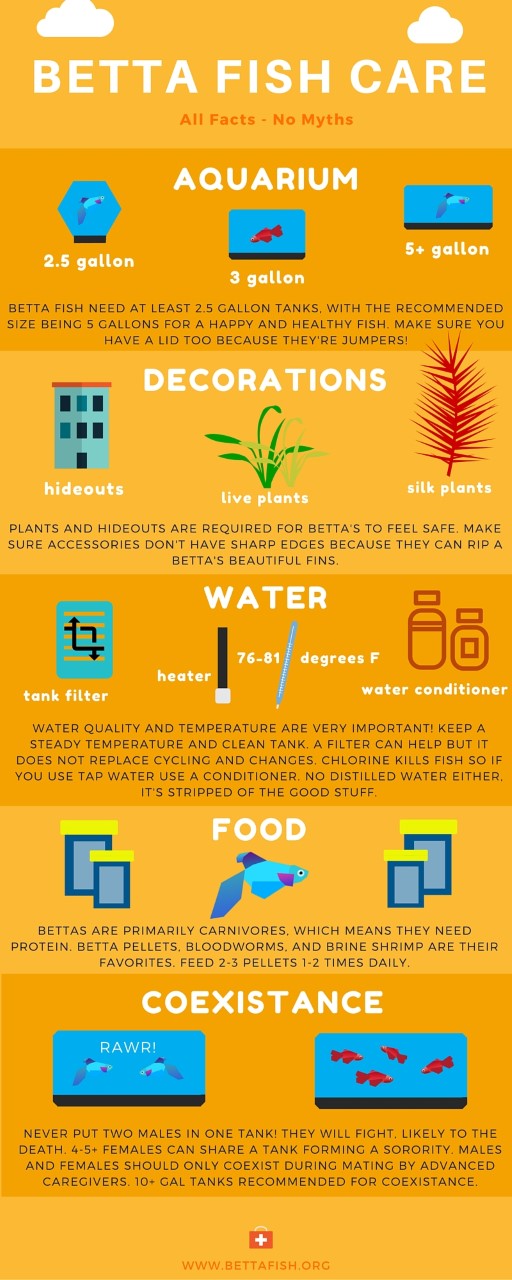 Caring for a Betta Fish 101 Infographic