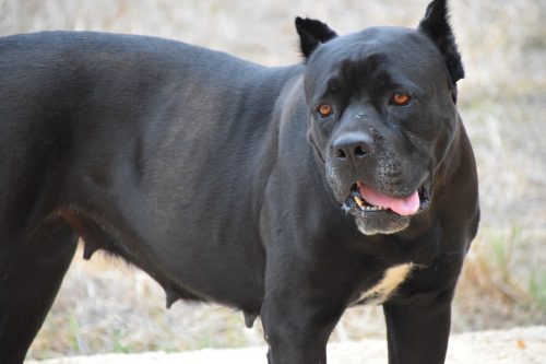 gray nose pitbull