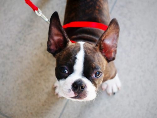 Boston Terrier Boston Terrier Photo