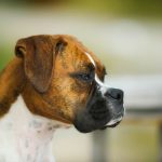 Top 5 Brindle Dog Breeds – Preview and Pictures