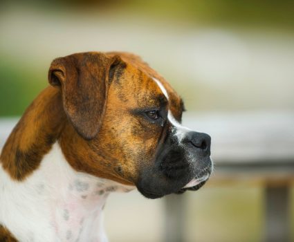 Dog Breeds Afraid Of Thunder Dog Breeds Afraid Of Thunder