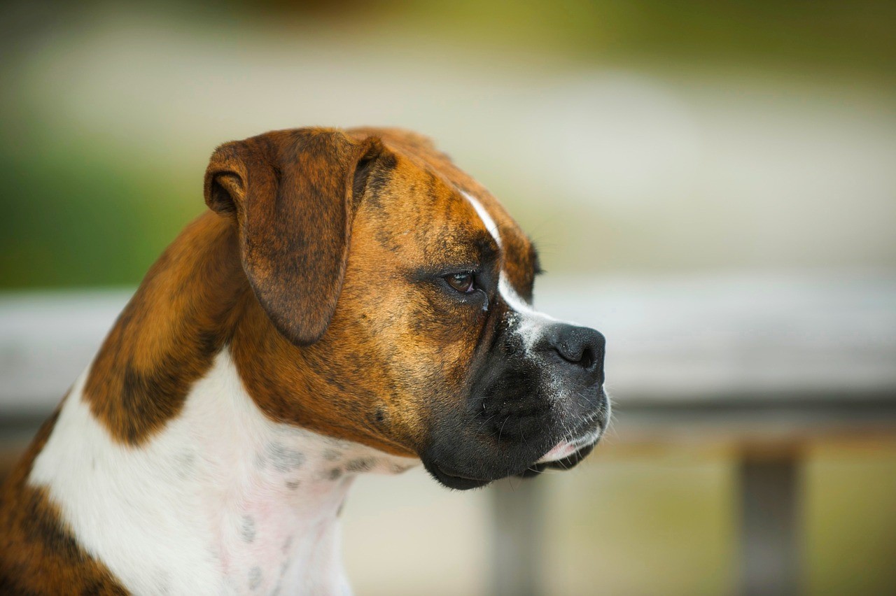 brindle dog boxer