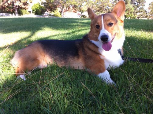 Cardigan Welsh Corgi Photo