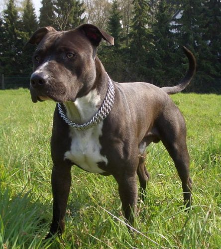 Staffordshire Terrier Photo