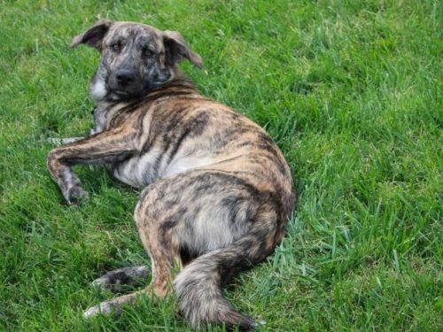 Treeing Tennessee Brindle Pictures