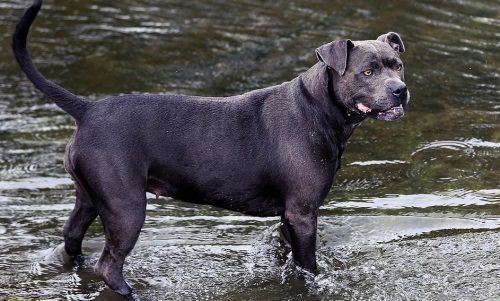 Here are some simple, ideas ways to check your dog for ticks and other illness - www.animalbliss.com