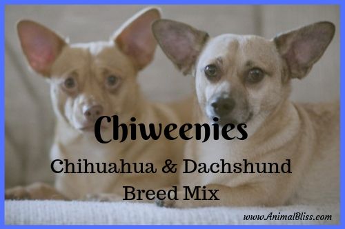 Chiweenies : Chihuahua and Dachshund Mix