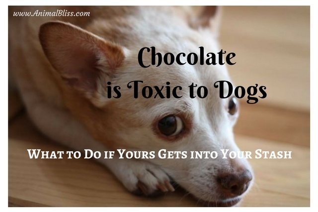 Most people know that chocolate is toxic to dogs. But why is it that, and what should you do if your dog gets into your stash?