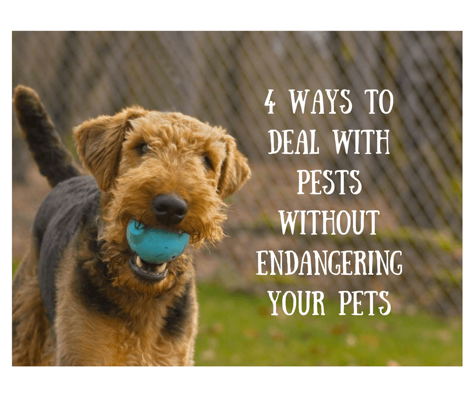 4 Ways To Deal With Pests Without Endangering Your Pets
