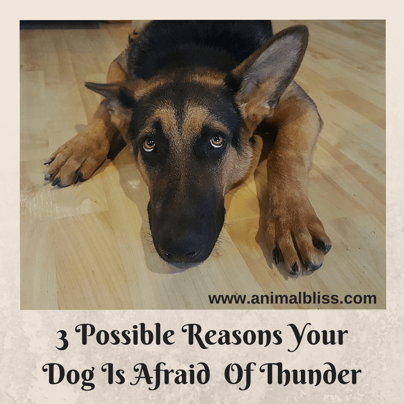 3 Possible Reasons Your Dog Is Afraid Of Thunder