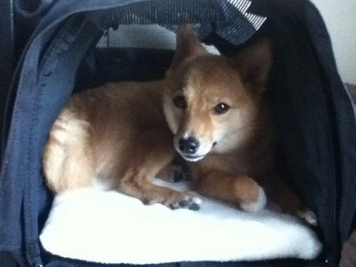 Flying with Your Dog: Some Important Things You Need to Know - www.animalbliss.com