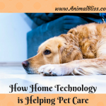How Home Technology is Helping Pet Care