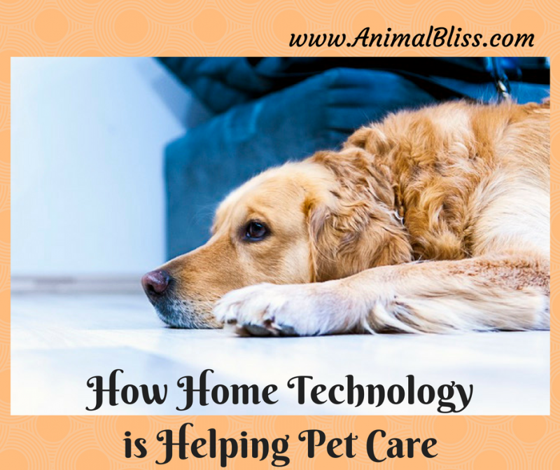 How Home Technology is Helping Pet Care