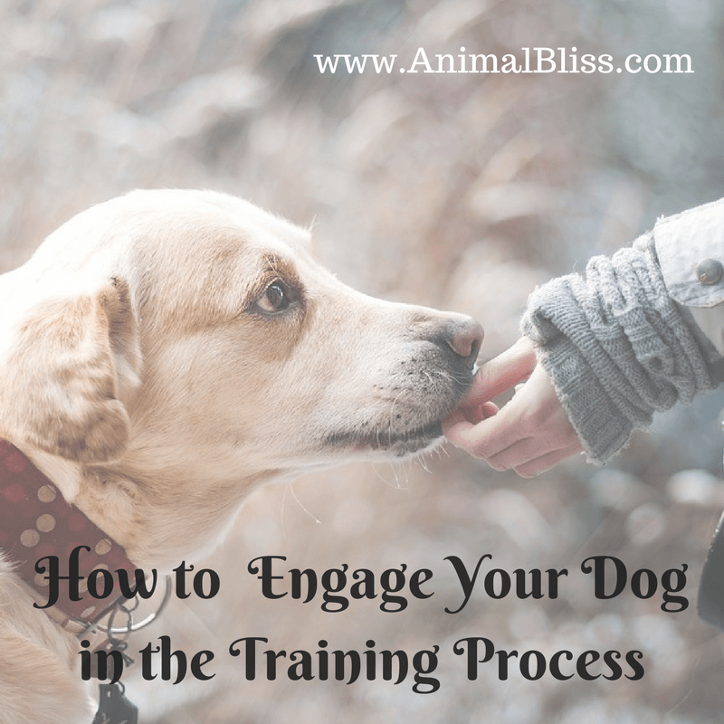 How to Properly Engage Your Dog in the Training Process