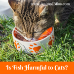Is Fish Harmful to Cats? Thiamine Deficiency in Cats