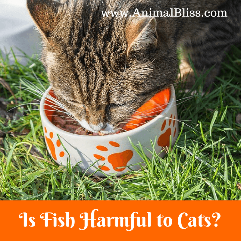 Is fish harmful to cats? Cats love fish but it's not natural food for them. Raw fish may put cats in danger of developing thiamine deficiency,