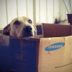 Pet-Proofing Your Home for Pet Safety: Moving with Dogs