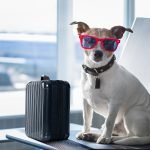 Flying With Your Dog: Things to Know When Traveling With Fido