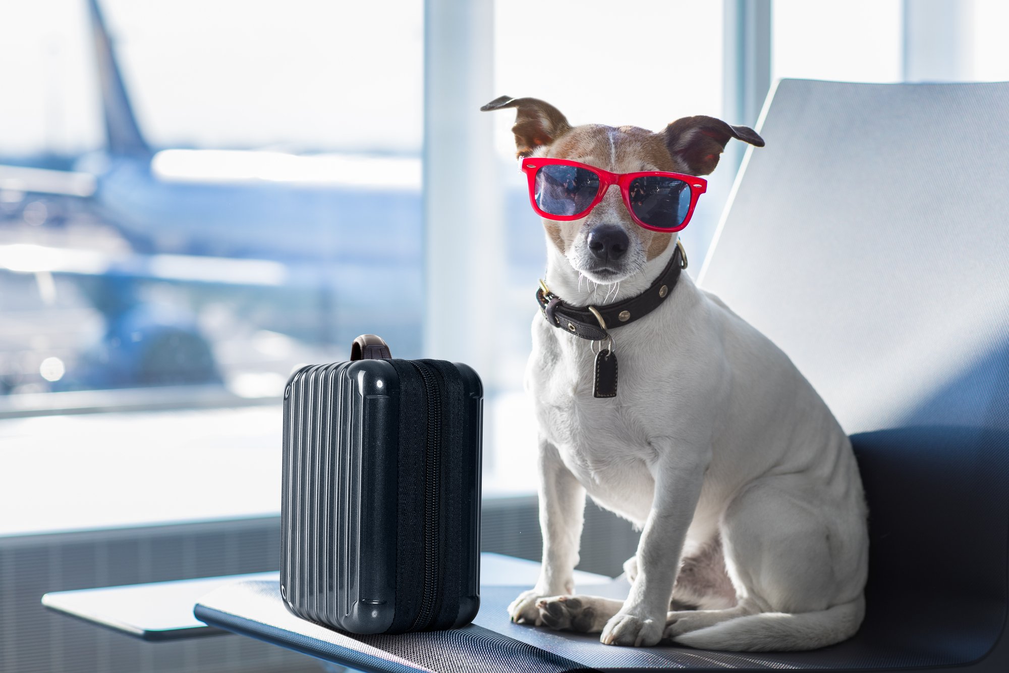 Tips for flying with your dog