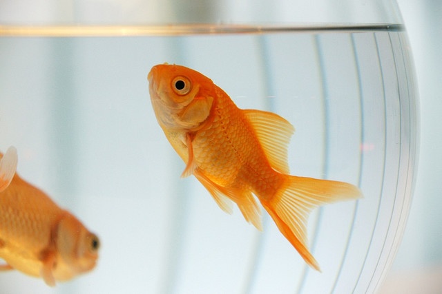 Healthy goldfish require a particular environment to thrive.