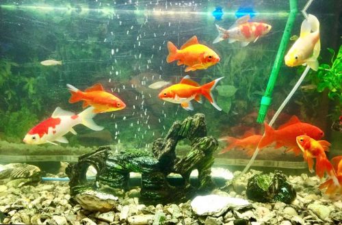 Healthy goldfish require a particular environment to thrive. 