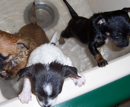 when to give a puppy a bath animal bliss woo hoo a cool about animals wildlife domestic when to give a puppy a bath animal bliss woo hoo a cool about animals wildlife domestic